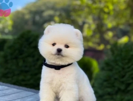 2 Aylık Şahane Yavrular Pomeranian Boo - 9376