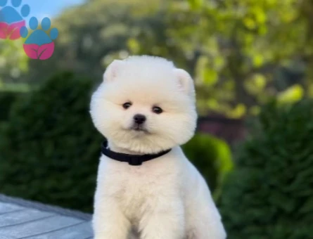 2 Aylık Şahane Yavrular Pomeranian Boo - 9376