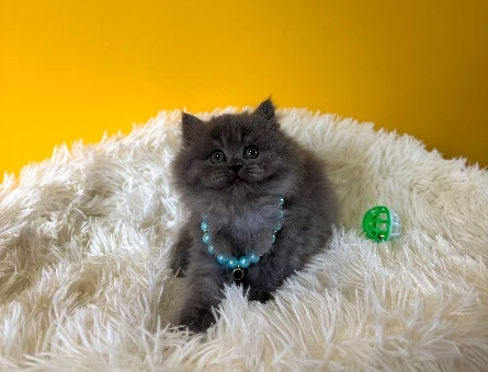 Safkan British Longhair Gri Yavrumuz - 9390