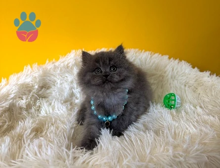 Safkan British Longhair Gri Yavrumuz - 9390
