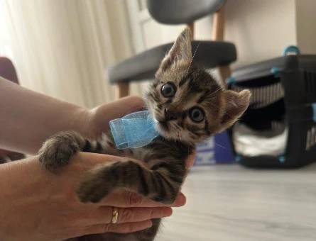 Gofret, 6 haftalık erkek kedi (Acil yuva aranıyor) (Ücretsiz) - 9403