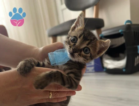 Gofret, 6 haftalık erkek kedi (Acil yuva aranıyor) (Ücretsiz) - 9403