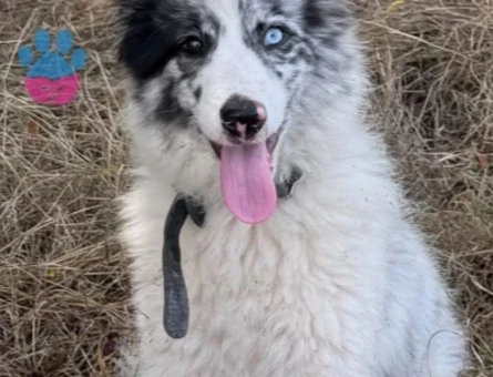 Border collie - 9408