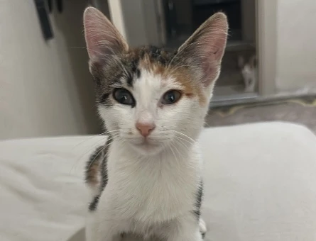 2 aylık yavru tekir kedi için aile arıyorum - 9411