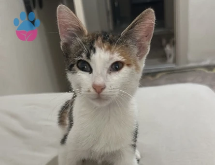 2 aylık yavru tekir kedi için aile arıyorum - 9411