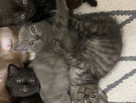 British Shorthair Yuva Arıyor - 9422