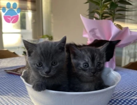 British Shorthair Yuva Arıyor - 9422