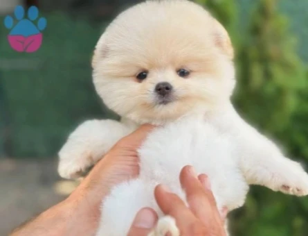 ORJINAL TEDDY BEAR POMERİNAN YAVRULAR - 9432