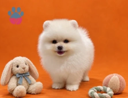 Safkan Pomeranian yavrularımız gelmiştir - 9445