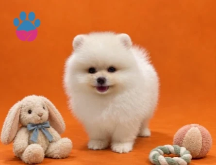 Safkan Pomeranian yavrularımız gelmiştir - 9445