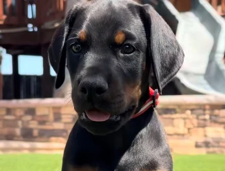 Safkan Doberman Yavrulari - 9458