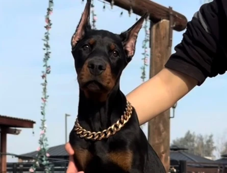 King Doberman Yavruları - 9459
