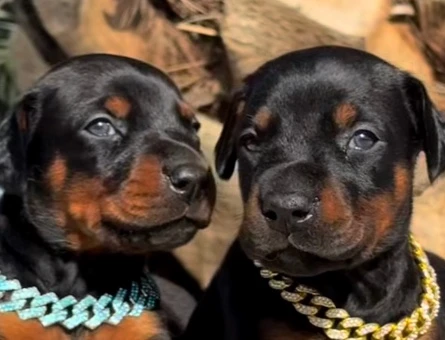 Şampi̇yon Soy Doberman Kali̇te - 9460