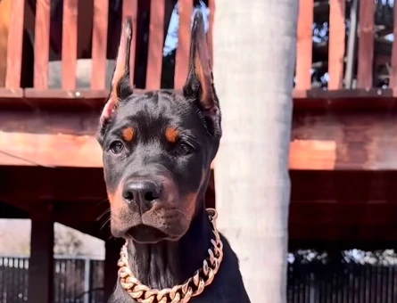 A Scr Belgeli Üst Düzey Doberman Yavruları - 9461