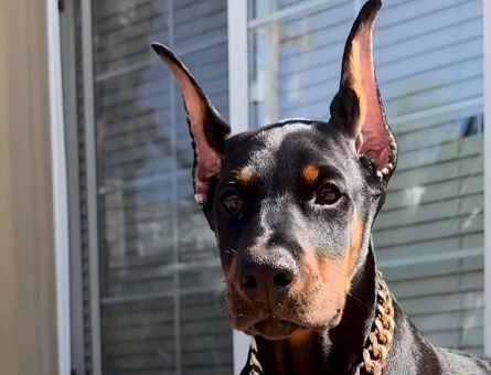 Kizil Ve Si̇yah Doberman Yavrularimiz - 9462