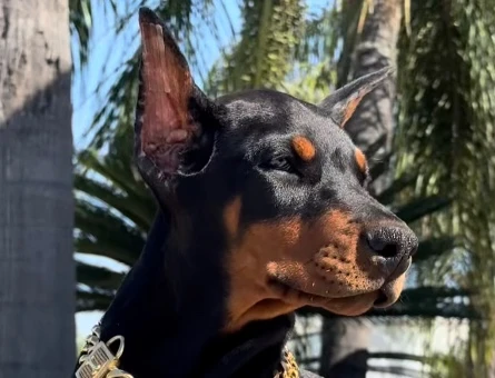 Hayranlıkla Izleyeceğiniz Estetikli Doberman Yavrular - 9463