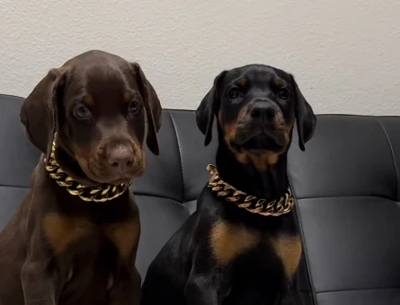 A Kalite Doberman Yavruları - 9464