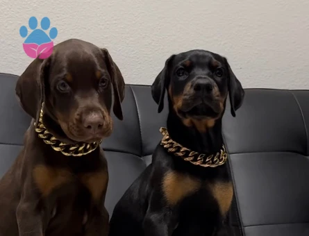 A Kalite Doberman Yavruları - 9464