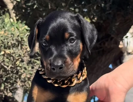 Çi̇vi̇ Gi̇bi̇ Esteti̇kli̇ Si̇yah Doberman Yavrular - 9465