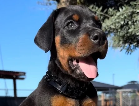 King Doberman Yavrularimiz - 9466