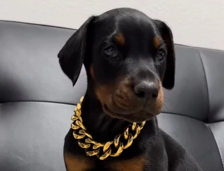 Şampi̇yon Soy Doberman Kali̇te - 9467