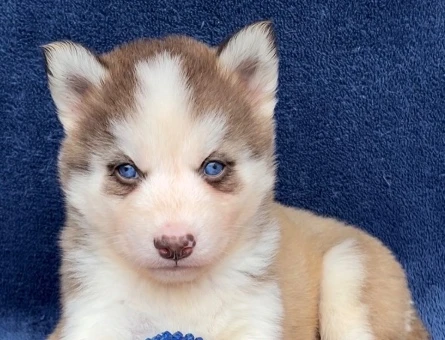 Dişi Erkek Husky Sibirya Kurdu Yavrularımız - 9469