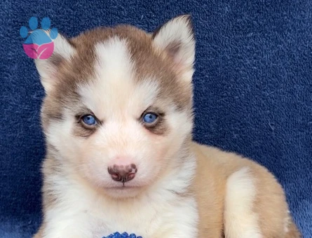 Dişi Erkek Husky Sibirya Kurdu Yavrularımız - 9469