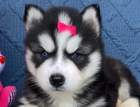 Keski̇n Bakişli Husky Yavrularimiz - 9470