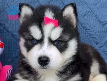 Keski̇n Bakişli Husky Yavrularimiz - 9470