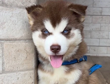 Boncuk Gözlü Husky Yavrular - 9478