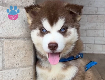 Boncuk Gözlü Husky Yavrular - 9478