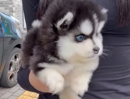 Safkan Mavi̇ Gözlü Husky Yavrulari - 9486