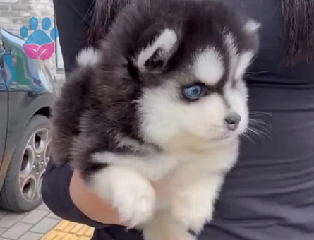 Safkan Mavi̇ Gözlü Husky Yavrulari - 9486