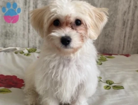 5 aylık yavru dişi maltipoo - 9491