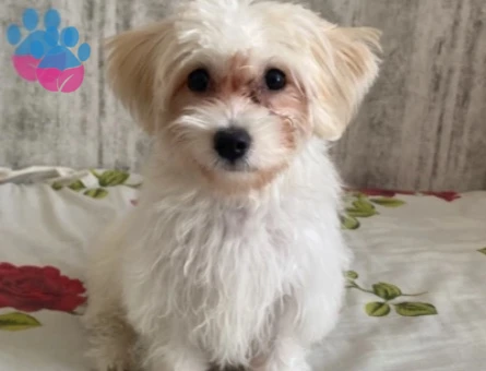 5 aylık yavru dişi maltipoo - 9491
