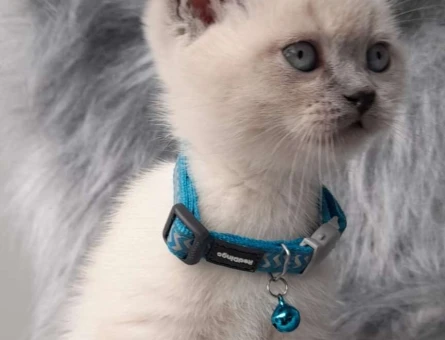 2 Aylık British Shorthair Blue Pointlerimiz