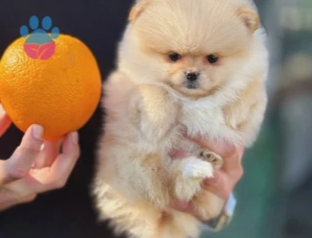 Orjinal Teddy Bear Pomerinan Yavrular - 9525