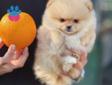 Orjinal Teddy Bear Pomerinan Yavrular - 9525