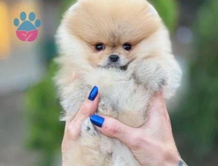 Orjinal Irk Garantili Teddy Bear Pomerinan - 9527
