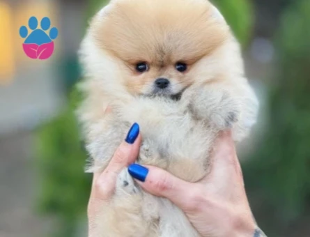 Orjinal Irk Garantili Teddy Bear Pomerinan - 9527
