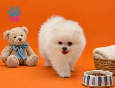 Safkan Pomeranian yavrular - 9530