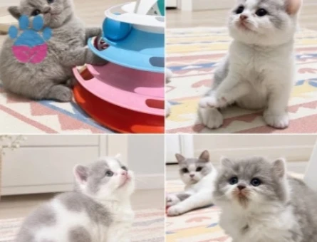 British Shorthair Bicolor yavrular - 9531