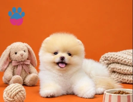 Pomeranain ırkının en seçkin yavruları - 9533