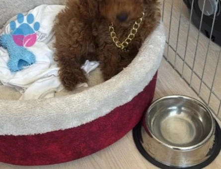 TOYY POODLE - 9538