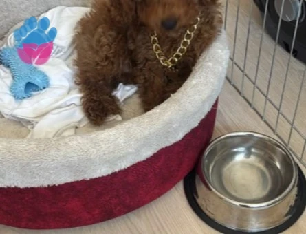 TOYY POODLE - 9538