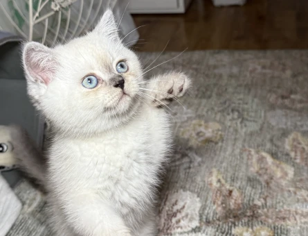 British shorthair colorpoint - 9549