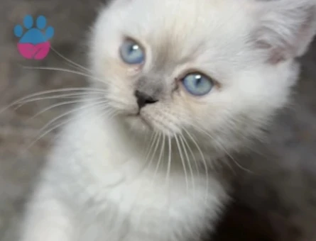 British shorthair colorpoint - 9549