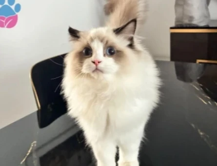 RAGDOLL YAVRUSU 4 AYLIK ERKEK - 9577