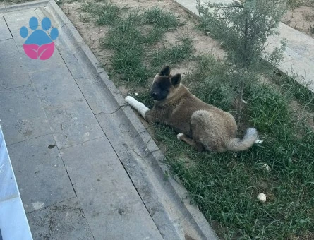 AMERİCAN AKİTA 1 YAŞINDA - 9587