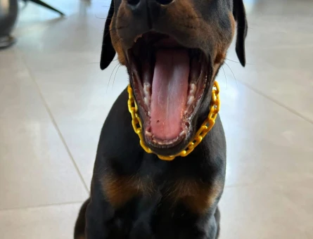 Irk ve sağlık garantili doberman yavrularım - 9593